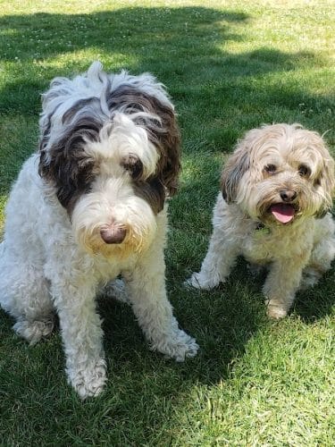 Dog Park | Bayfront Park Mill Valley - Mill Valley, CA