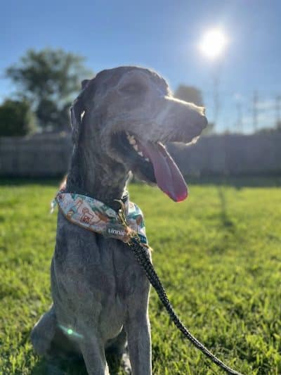 Bay View Dog Park - Milwaukee, WI