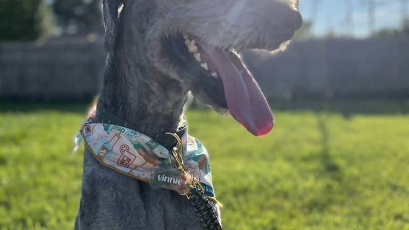 Bay View Dog Park - Milwaukee, WI