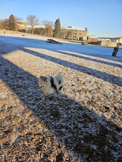 Bay View Dog Park - Milwaukee, WI