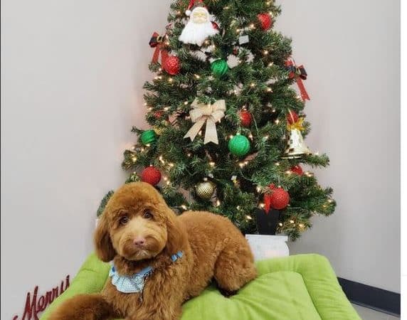 Pet Story NY - Mineola, NY