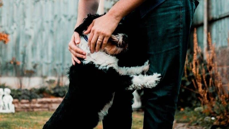 Pet Story NY - Mineola, NY