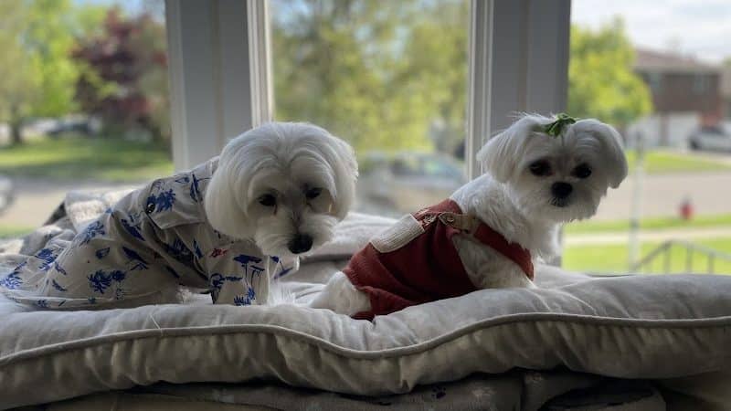 Pet Story NY - Mineola, NY