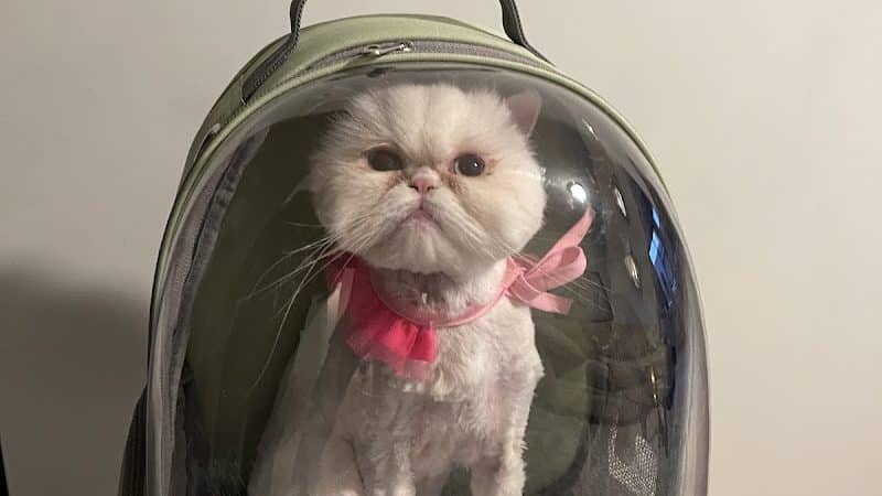 Pet Story NY - Mineola, NY