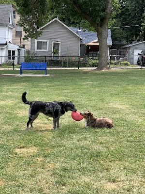 Butterworth Dog Park