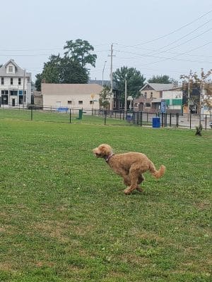 Butterworth Dog Park