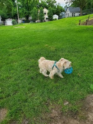Butterworth Dog Park