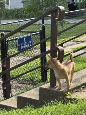 Butterworth Dog Park