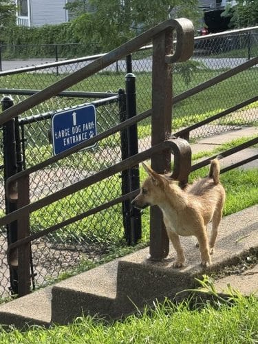Butterworth Dog Park