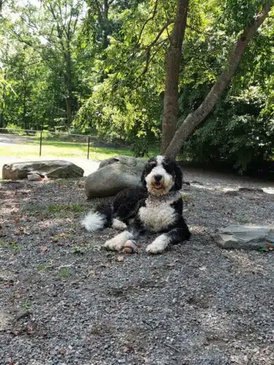 Smith Clove Dog Park - Monroe, NY