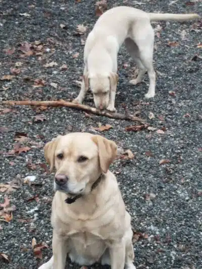 Smith Clove Dog Park - Monroe, NY