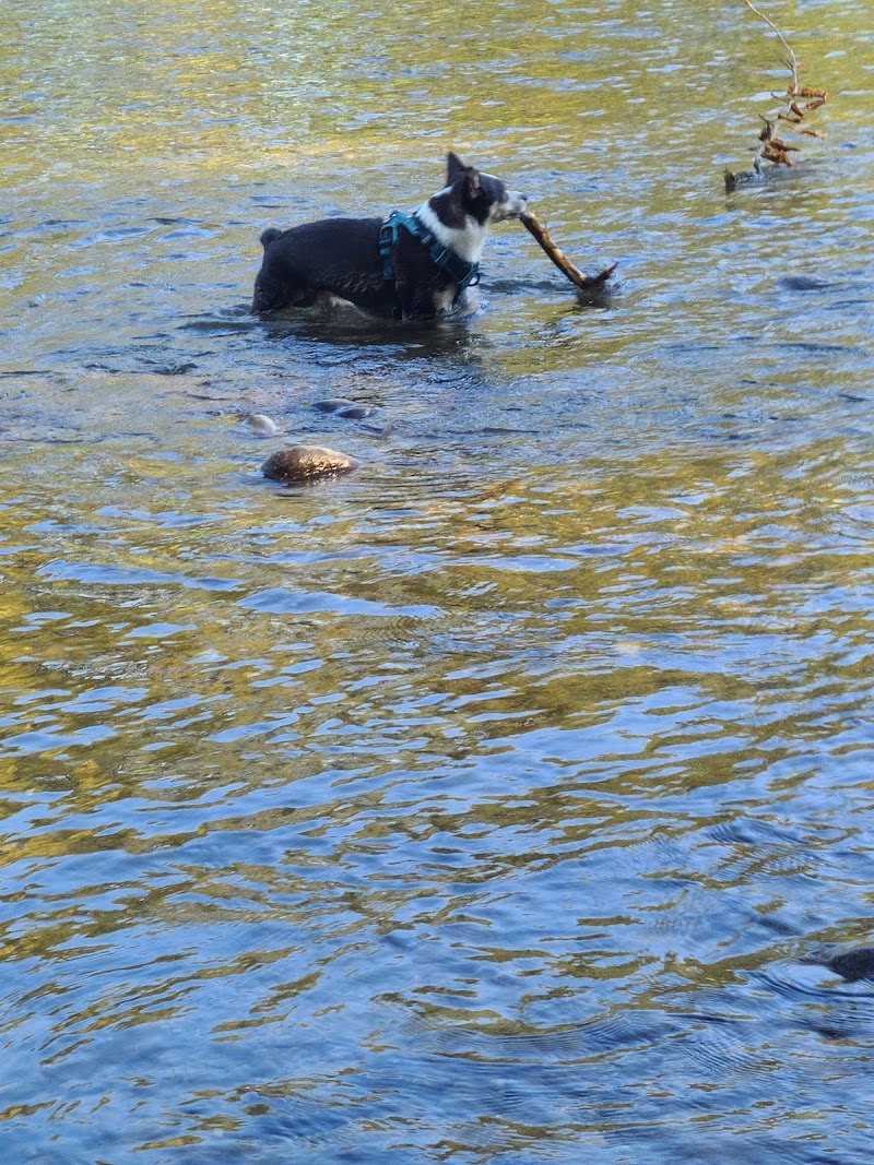 Wiggly Field Dog Park - Monroe, WA