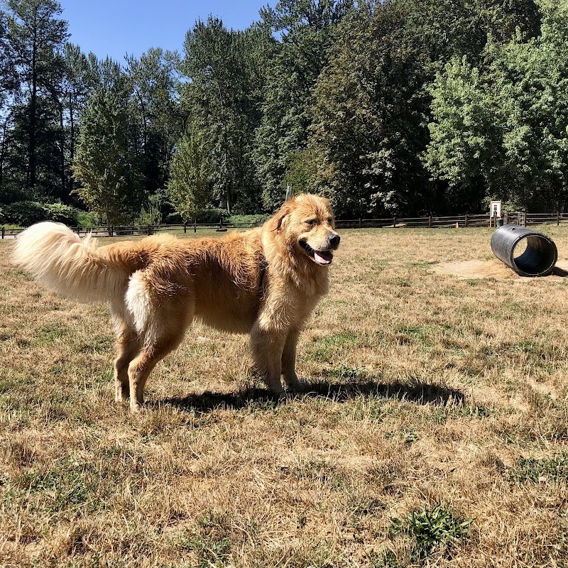 Wiggly Field Dog Park - Monroe, WA