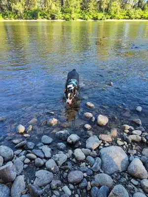 Wiggly Field Dog Park - Monroe, WA