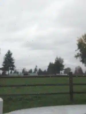 Wiggly Field Dog Park - Monroe, WA