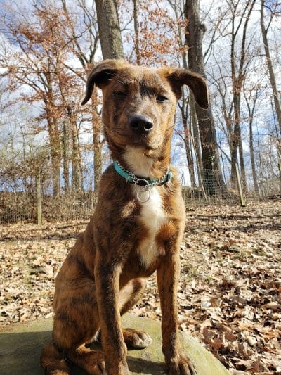 Krepps Dog Park - Morgantown, WV