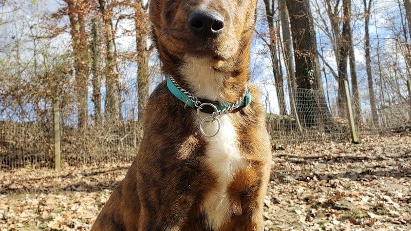 Krepps Dog Park - Morgantown, WV
