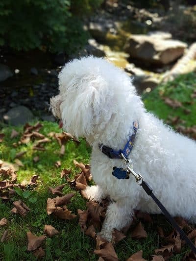 Krepps Dog Park - Morgantown, WV