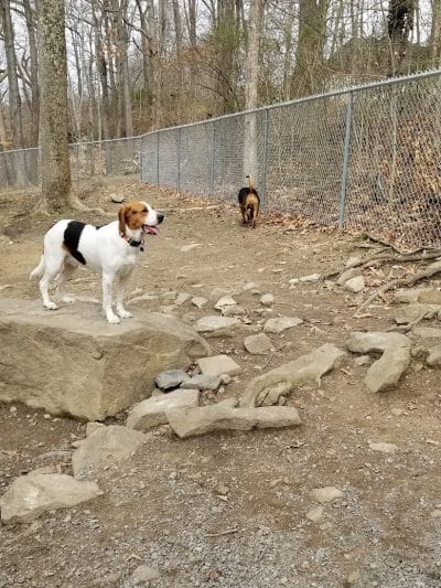 Krepps Dog Park - Morgantown, WV