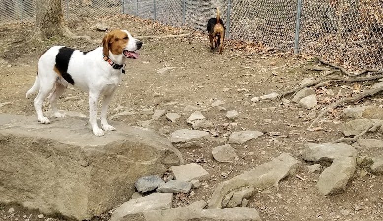 Krepps Dog Park - Morgantown, WV