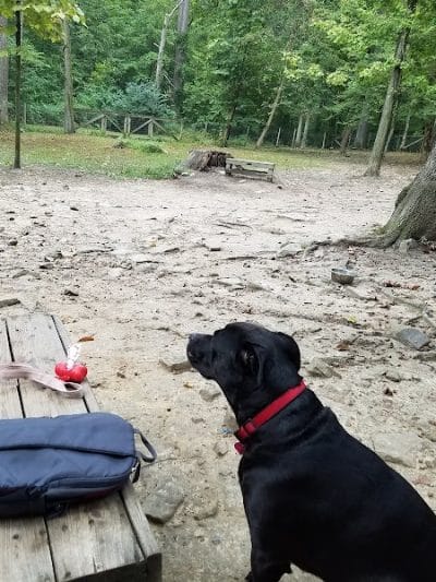 Krepps Dog Park - Morgantown, WV