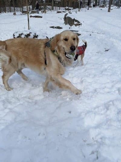 Krepps Dog Park - Morgantown, WV