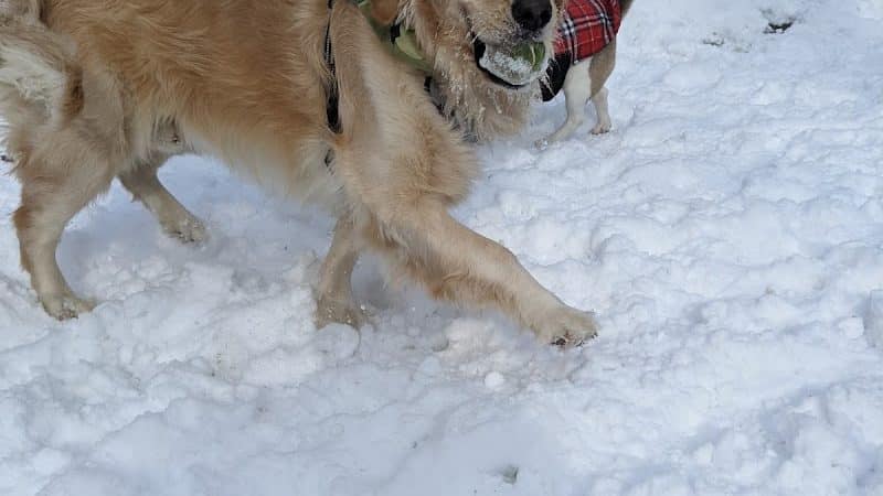 Krepps Dog Park - Morgantown, WV