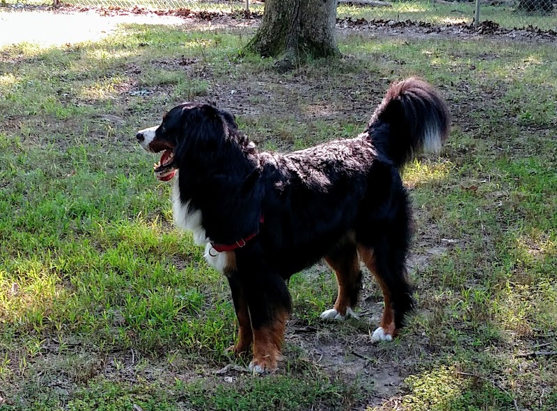 Oakwood Dog Park - Morton, IL