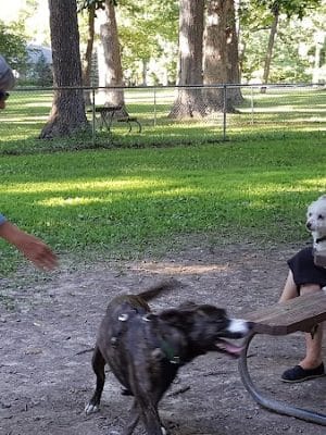 Oakwood Dog Park - Morton, IL