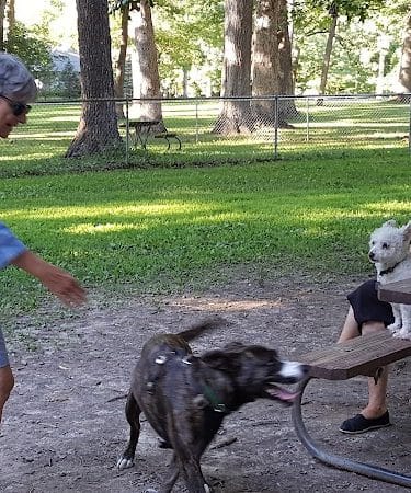 Oakwood Dog Park - Morton, IL