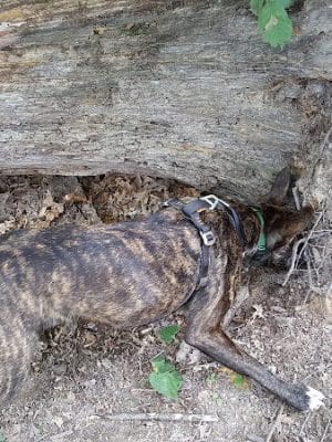 Oakwood Dog Park - Morton, IL