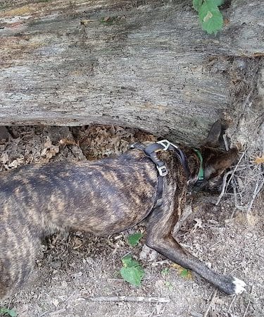 Oakwood Dog Park - Morton, IL