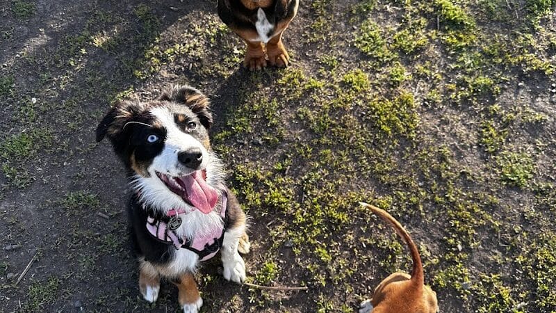 Moscow Dog Park - Moscow, ID