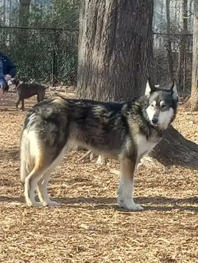 Gardendale Dog Park - Mt Olive, AL