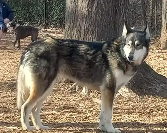 Gardendale Dog Park - Mt Olive, AL