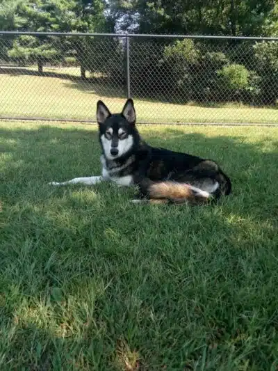 Gardendale Dog Park - Mt Olive, AL