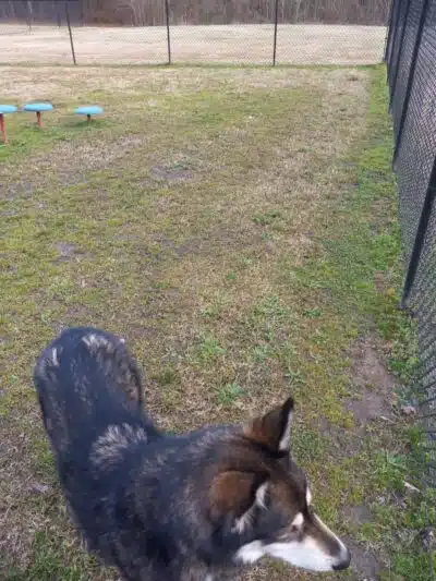 Gardendale Dog Park - Mt Olive, AL