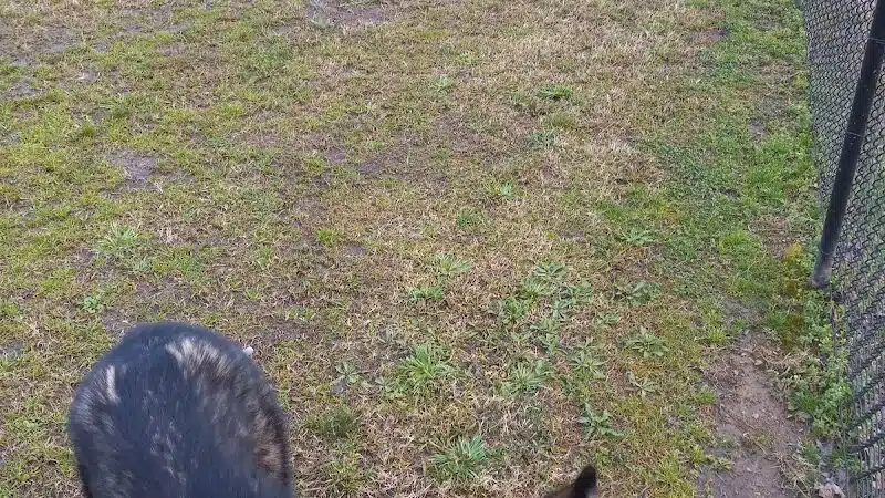 Gardendale Dog Park - Mt Olive, AL