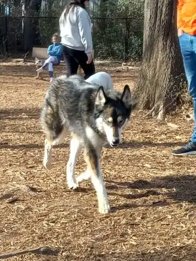 Gardendale Dog Park - Mt Olive, AL