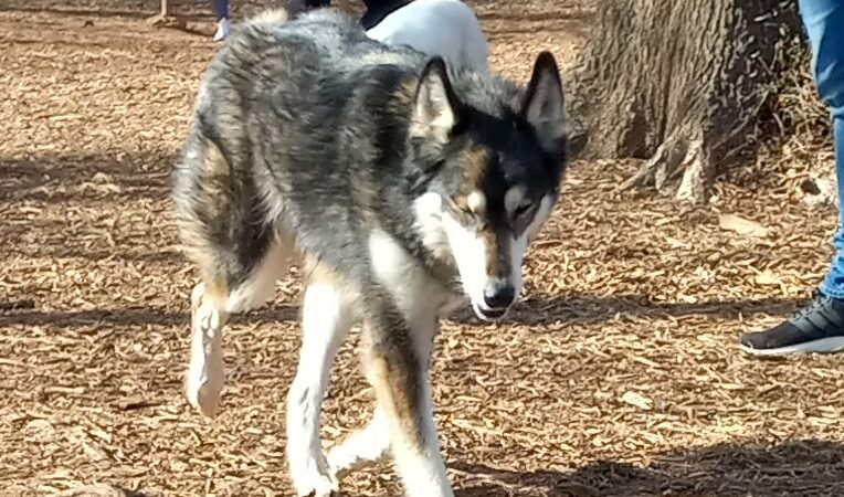 Gardendale Dog Park - Mt Olive, AL