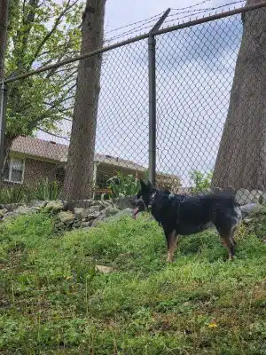 Mount Pleasant Dog Park