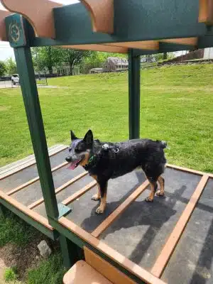 Mount Pleasant Dog Park