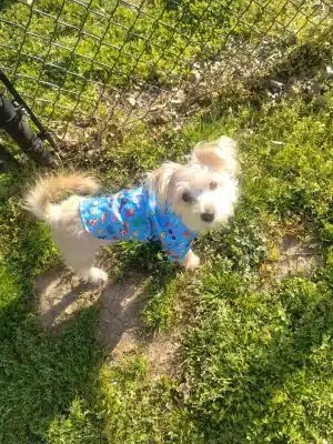 Mount Pleasant Dog Park