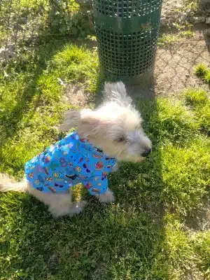 Mount Pleasant Dog Park
