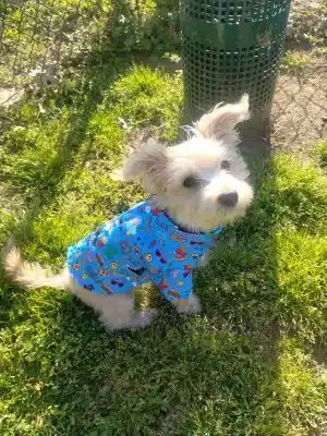 Mount Pleasant Dog Park