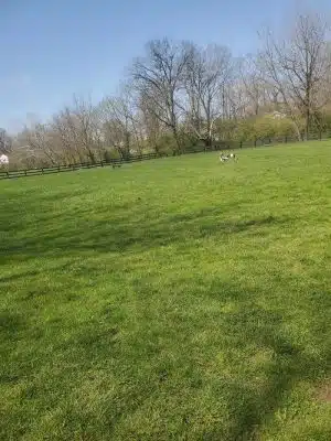 Dog park