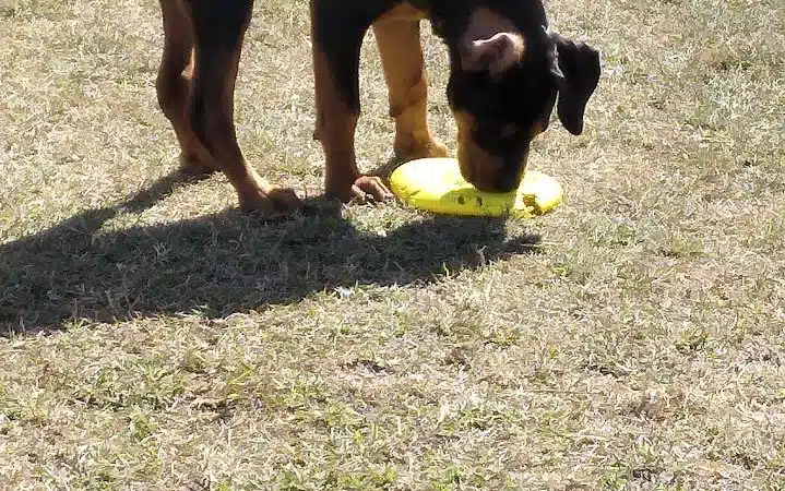 Diogi Dog Park - Mulberry, FL