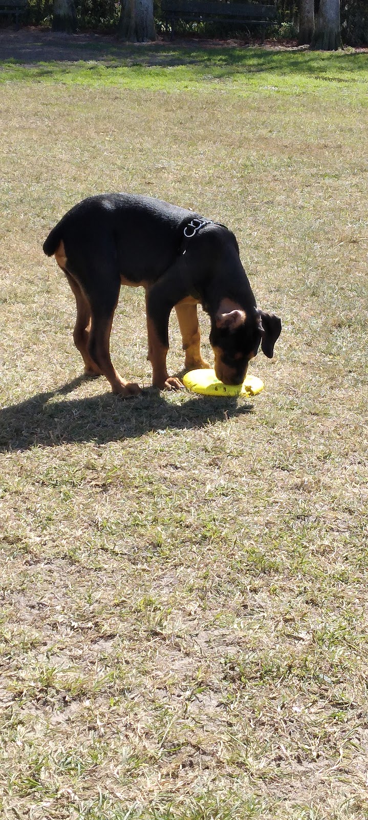 Diogi Dog Park - Mulberry, FL