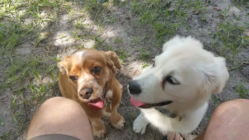Diogi Dog Park - Mulberry, FL