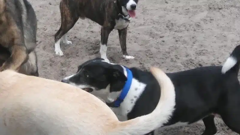 Diogi Dog Park - Mulberry, FL